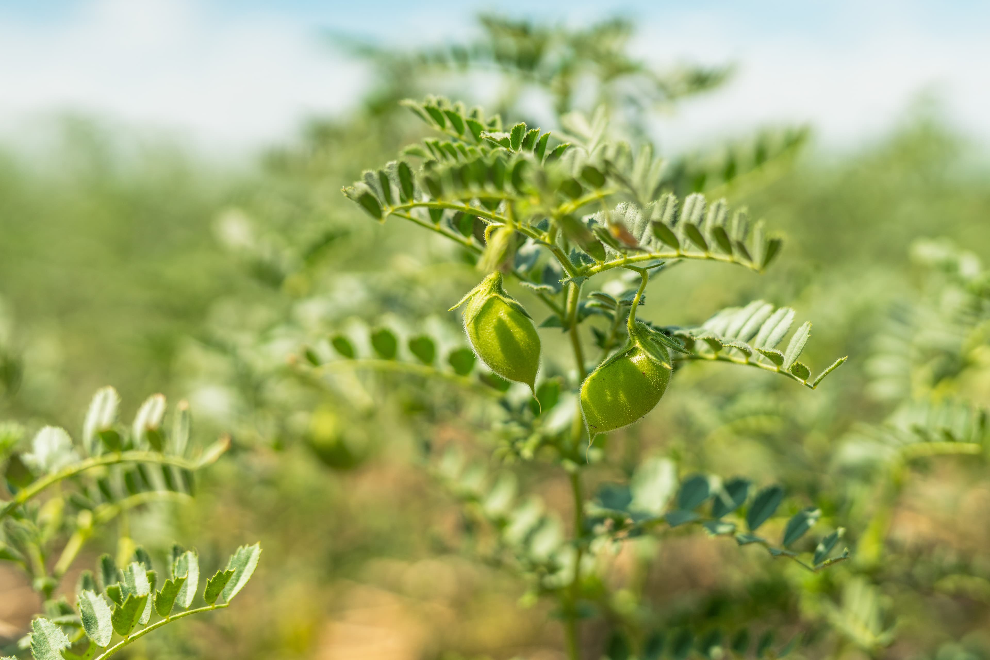 अमळनेर बाजार समिती: हरभऱ्याचे भाव स्थिर; शेतकऱ्यांची विक्रमी गर्दी