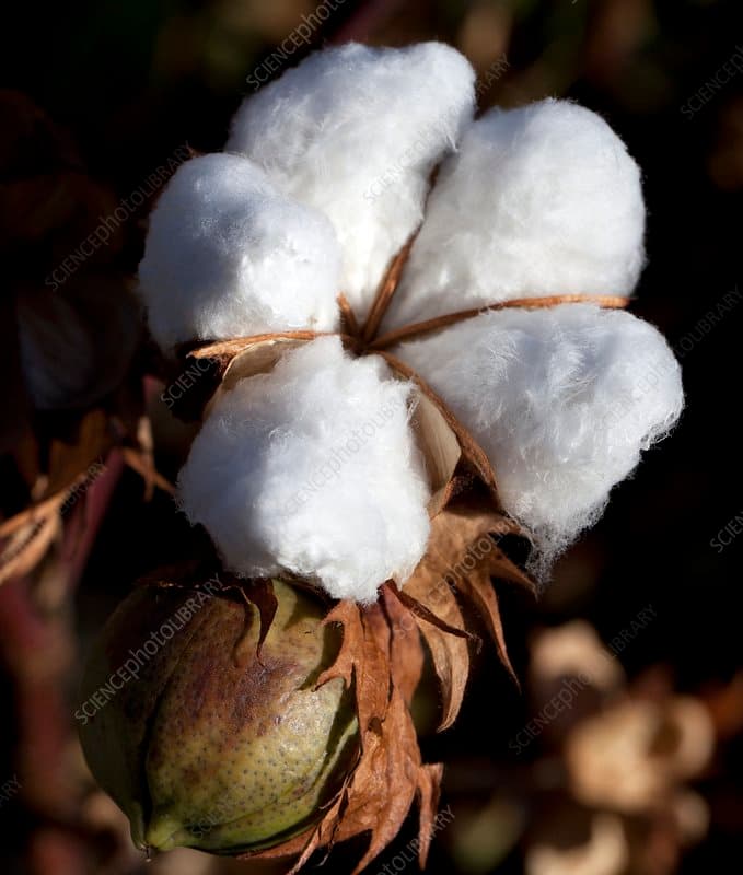 कापूस उत्पादकांसाठी आनंदाची बातमी: १५ दिवसांत दर ९०० रुपयांनी वधारले