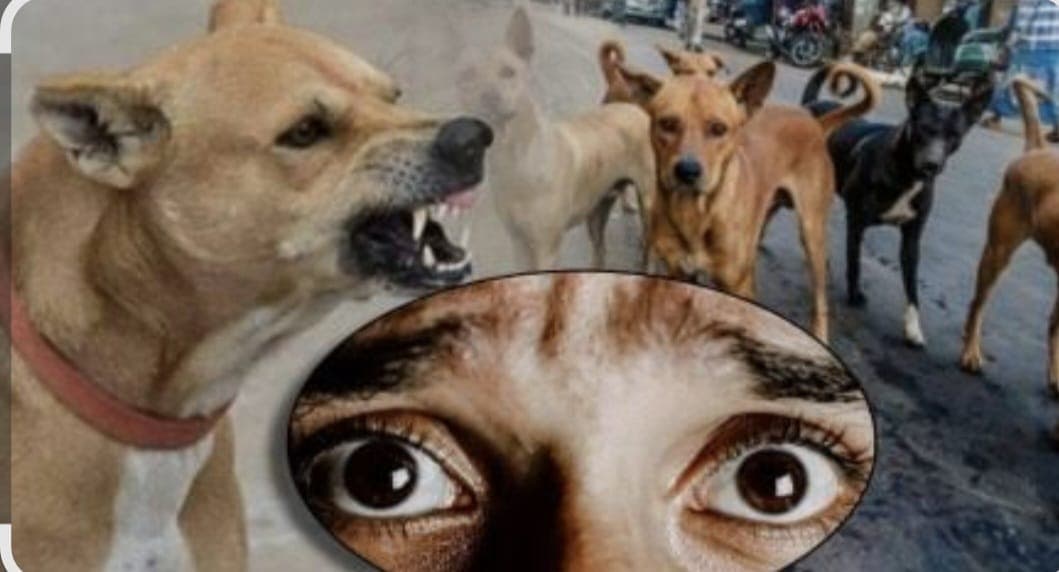 पिळोदे कुत्रा हल्ला प्रकरण: मृणालीची प्रकृती स्थिर; गावात भीतीचे वातावरण